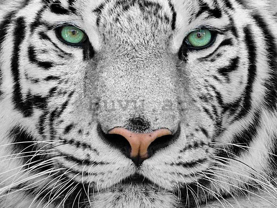 Wand-Bild Kunstdruck aus Hart-Glas Hochformat 70x100 Weißer Tiger